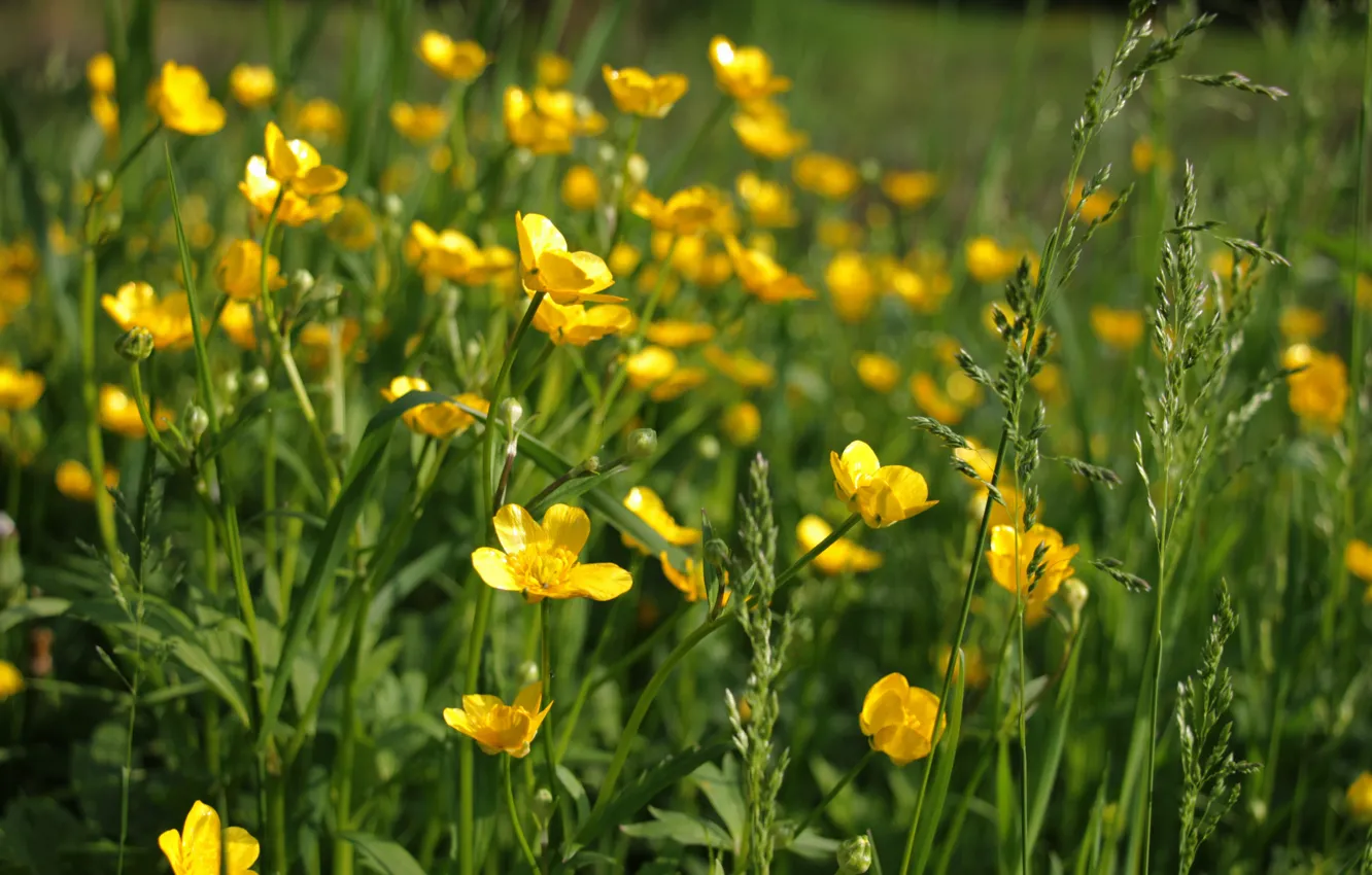 Фото обои трава, солнце, цветы, поляна, желтые цветы, Лютик, солнце блик, поляна с цветами