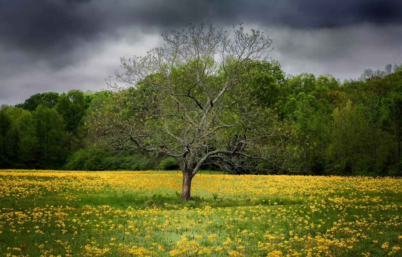 Фото обои поле, цветы, дерево, весна