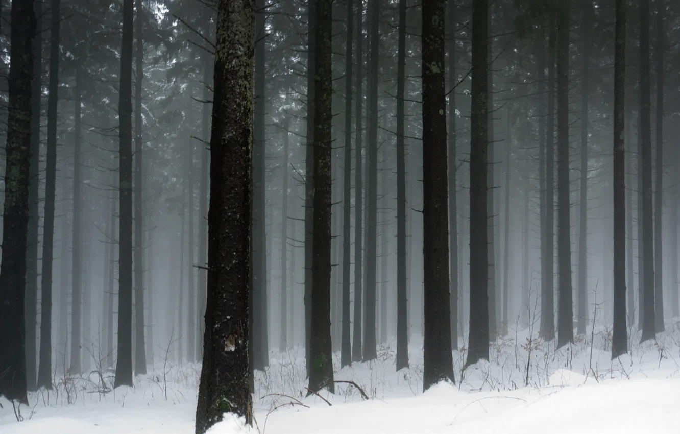 Фото обои холод, зима, снег, деревья, дерево, стволы, мороз, снегопад