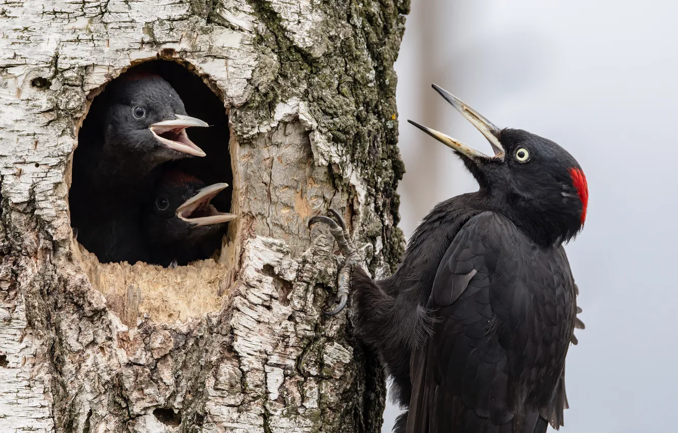 Фото обои птица, клюв, дятел, птенцы, дупло, ствол дерева, Александр Шипиленко, на берёзе