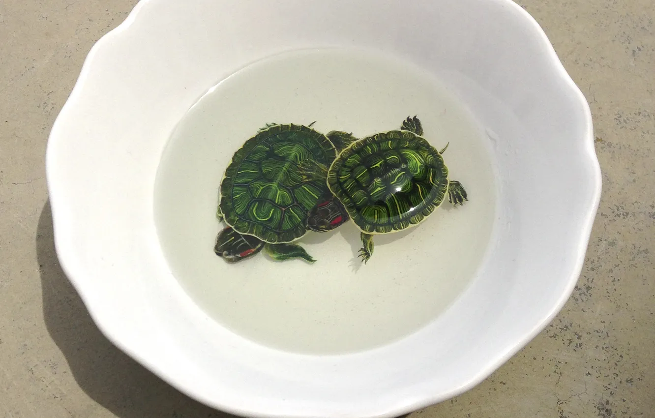 Фото обои вода, арт, тарелка, зеленые, пара, черепашки, черепахи