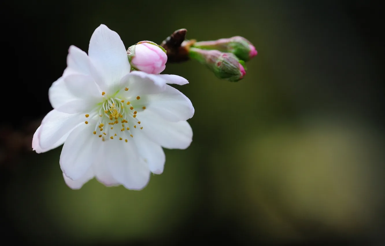Фото обои белый, цветок, сакура, бутоны