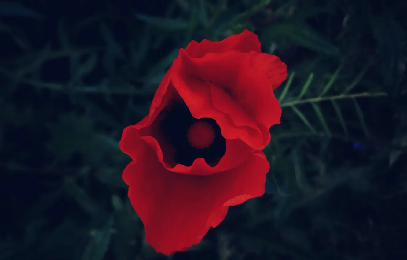Фото обои красный, Цветок, flower, Amapola