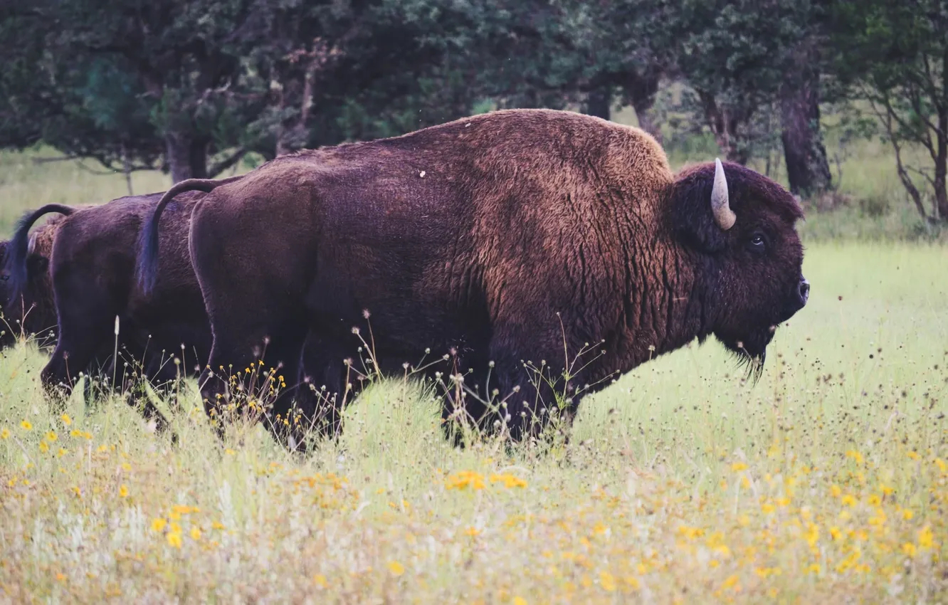 Фото обои animal, wildlife, buffalo, bison
