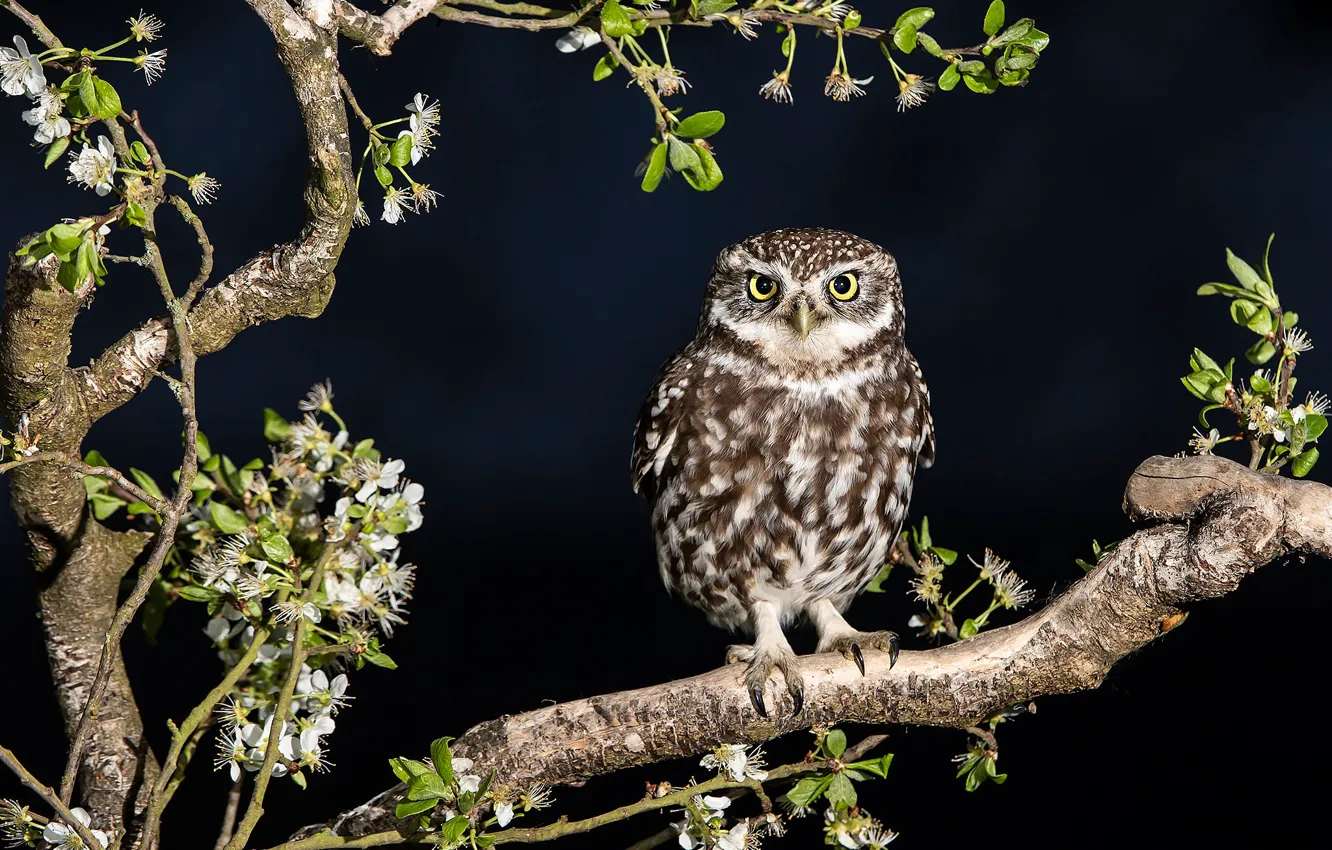 Фото обои взгляд, листья, ветки, сова, птица, черный фон, сыч
