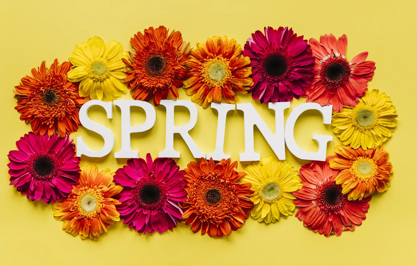 Фото обои цветы, весна, colorful, хризантемы, flowers, spring, bright