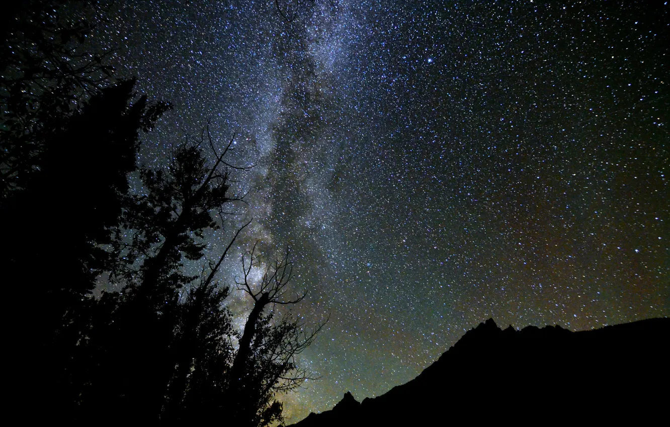 Фото обои лес, космос, звезды, деревья, ночь, млечный путь