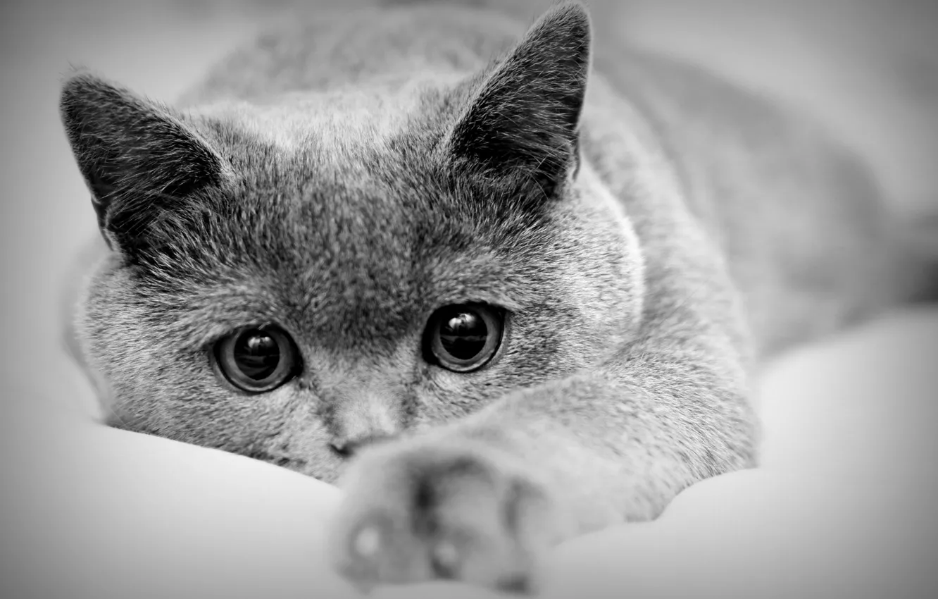 Фото обои кот, макро, лапа, лежит