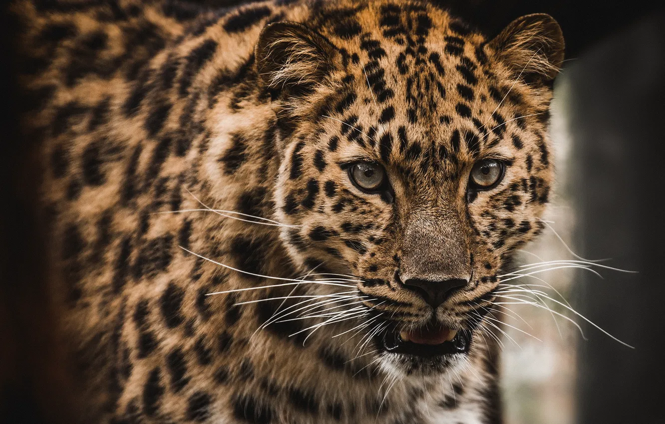 Фото обои усы, хищник, леопард