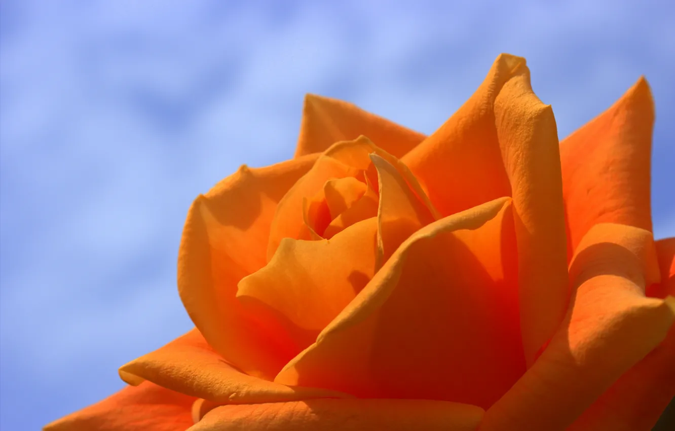 Фото обои макро, роза, оранжевая, лепестки, бутон, голубой фон