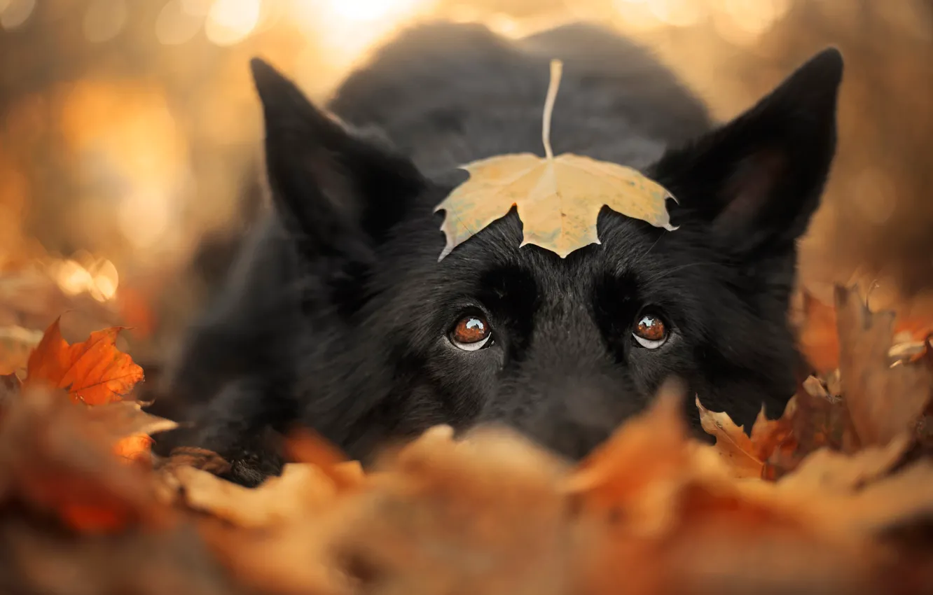 Фото обои грусть, осень, глаза, взгляд, морда, листья, крупный план, природа