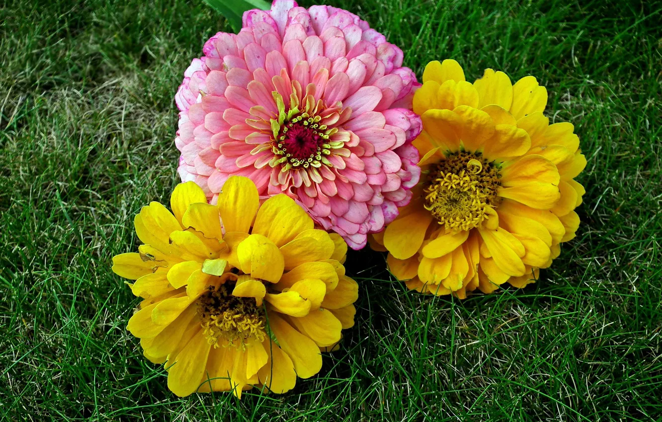 Фото обои Цветы, травка, Циннея