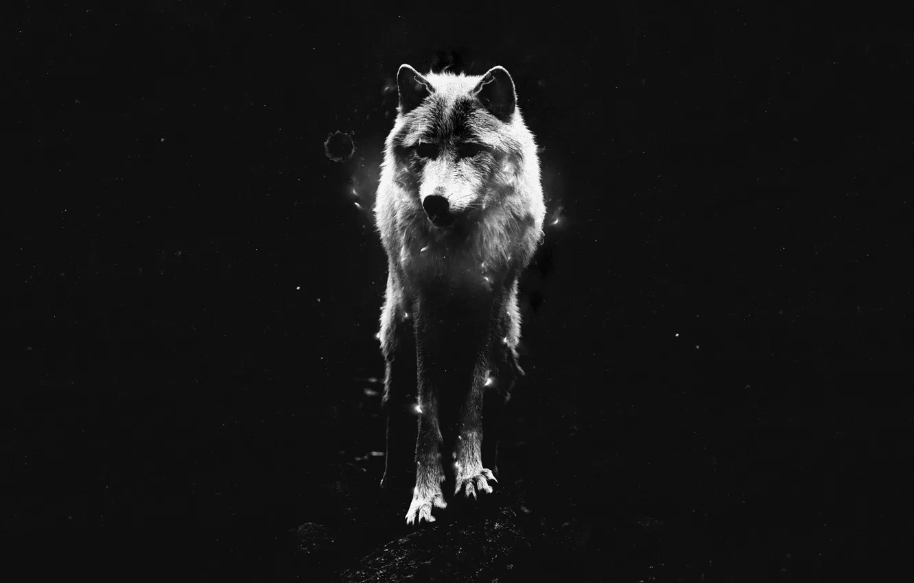 Фото обои black, wolf, lone