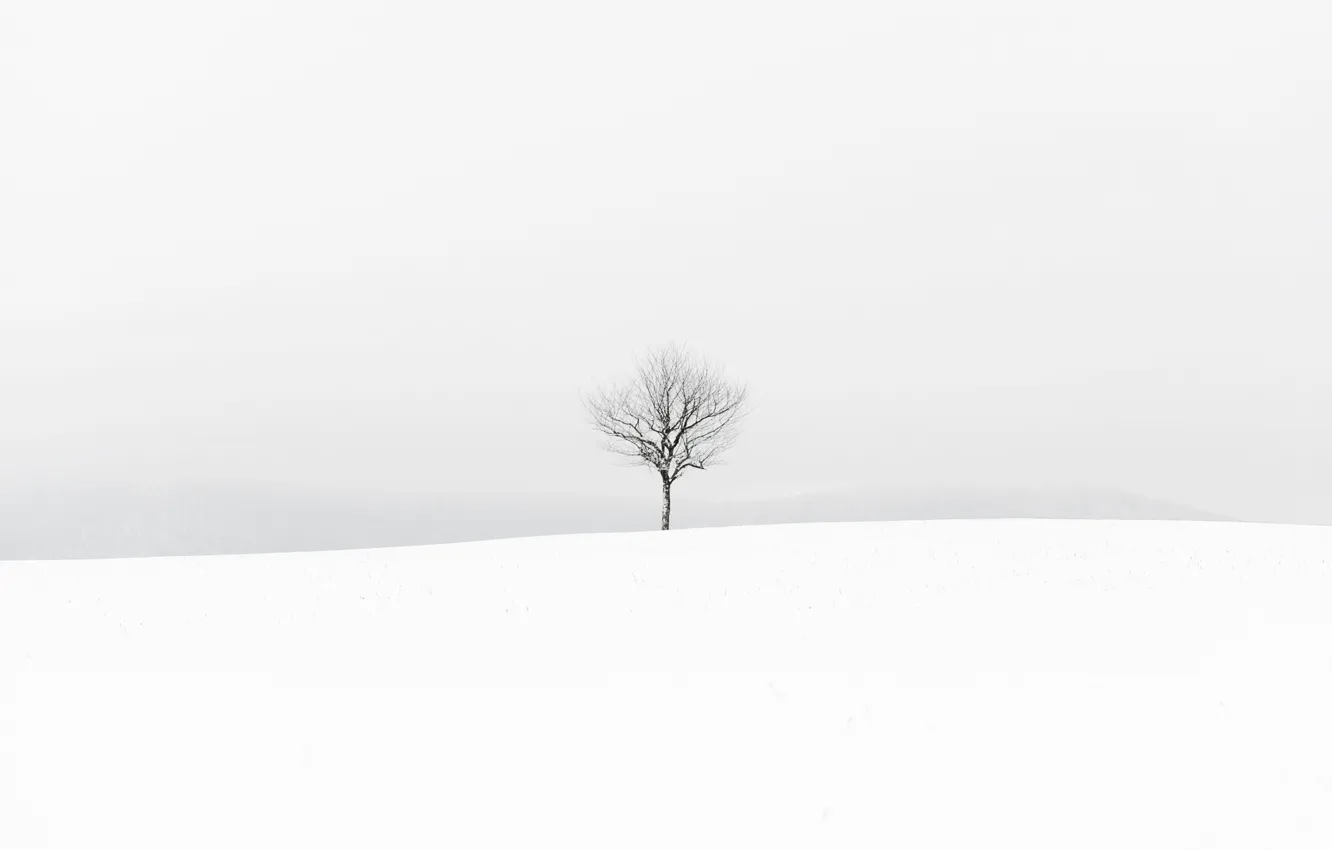 Фото обои зима, поле, дерево