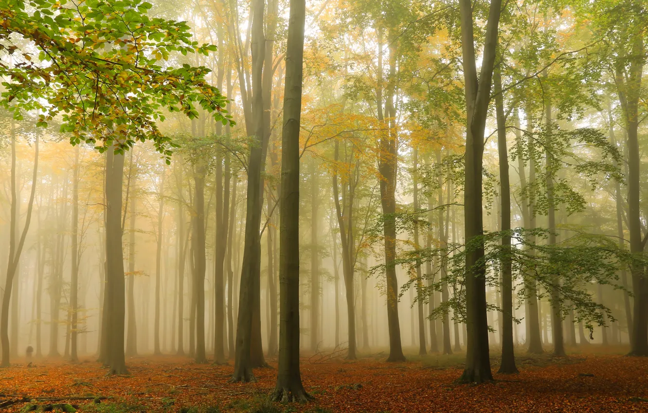 Фото обои осень, лес, деревья, туман, Англия, England, Ashridge Wood, Лес Ашридж