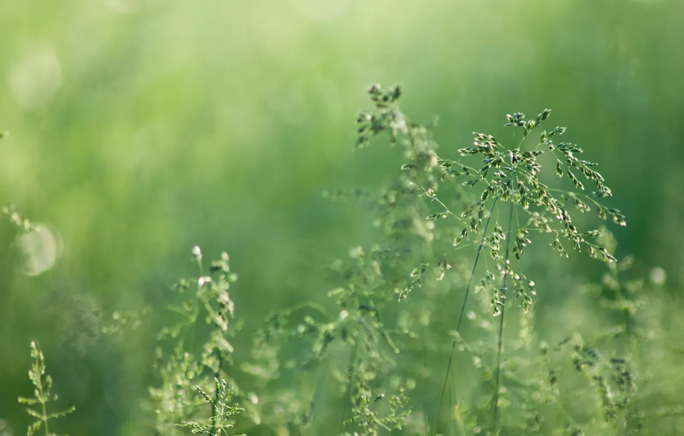 Фото обои зелень, трава, природа, роса, размытость, колоски, зеленые