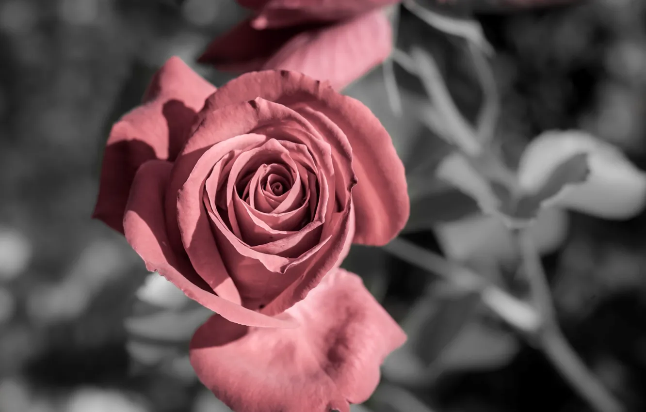 Фото обои цветок, цветы, фон, widescreen, обои, роза, wallpaper, rose