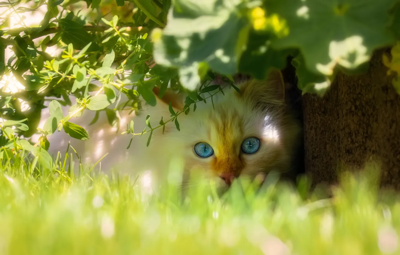 Фото обои кошка, белый, трава, кот, взгляд, морда, листья, свет