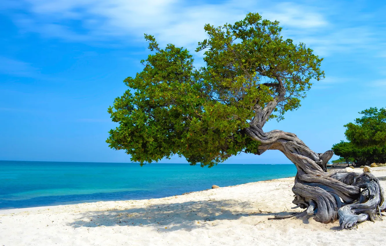 Фото обои песок, море, пляж, дерево, Карибы