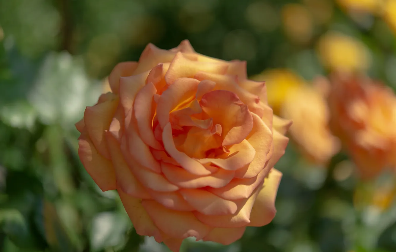 Фото обои макро, роза, оранжевая, бутон