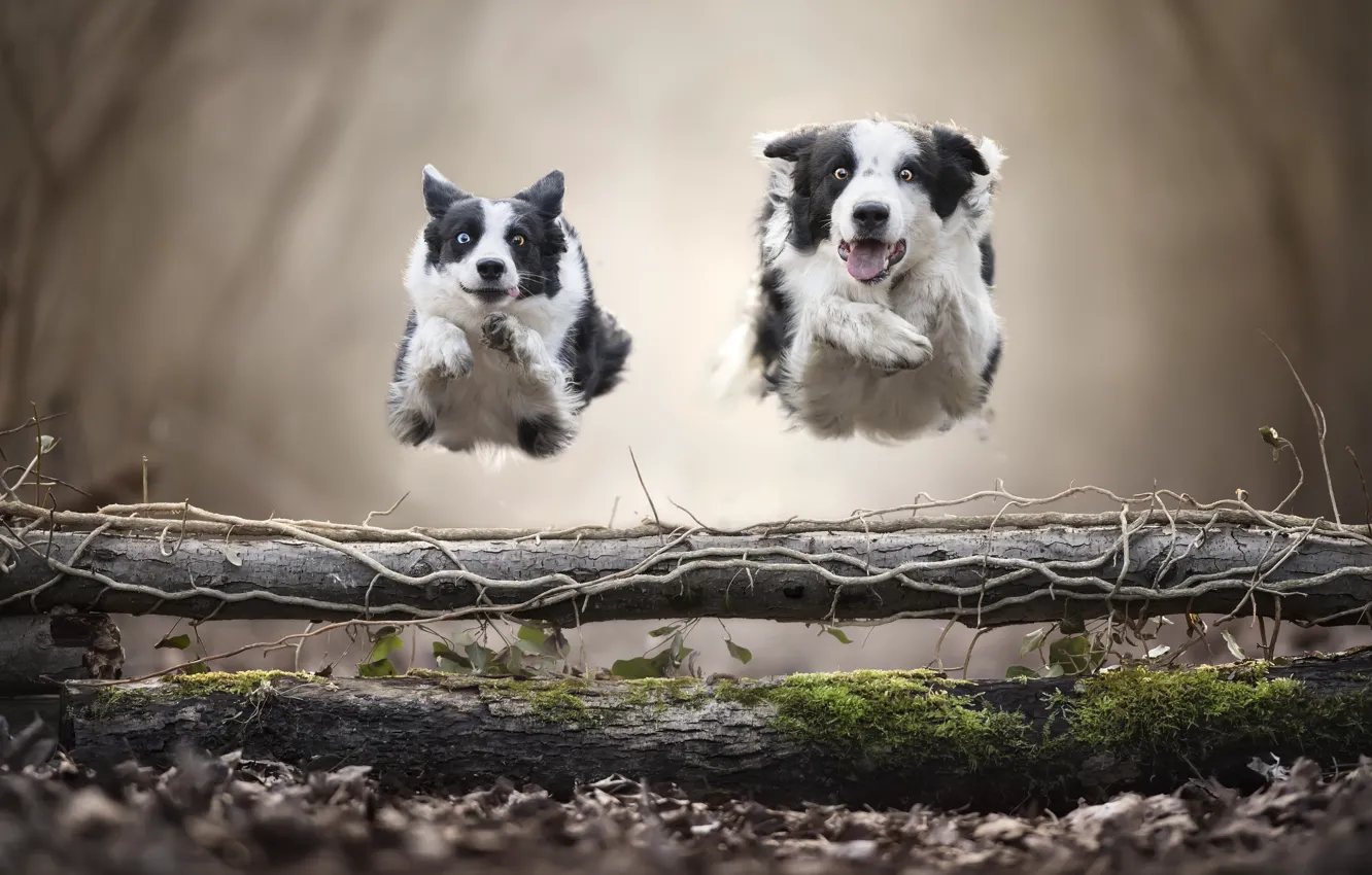 Фото обои собаки, прыжок, бег, левитация