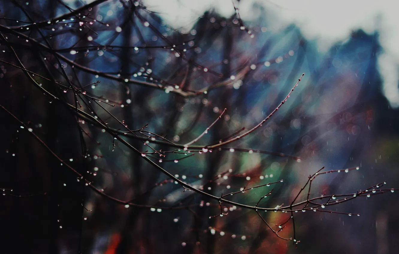 Фото обои winter, drops, branches, winter is coming, rainy