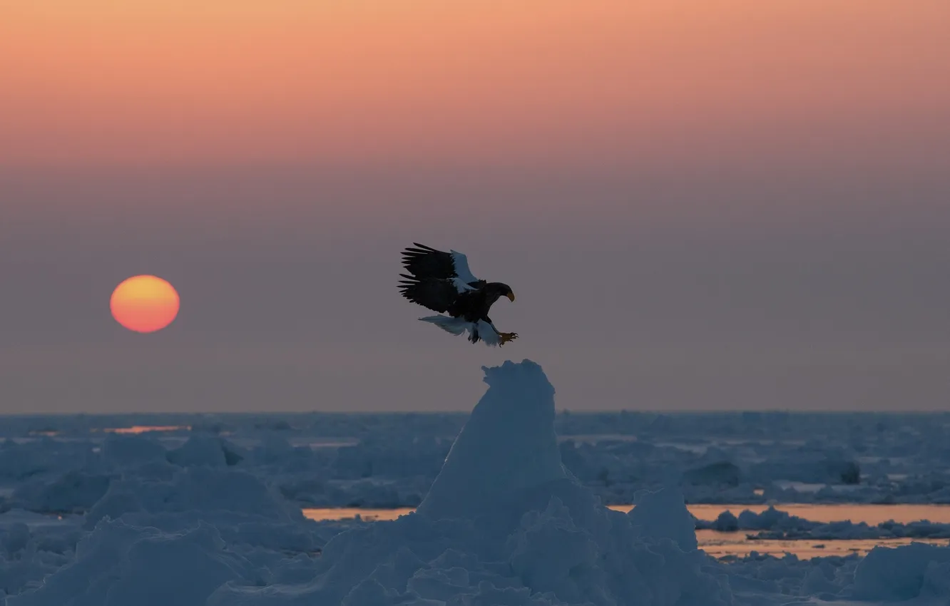 Фото обои закат, птица, хищник, льдины, Белоплечий орлан