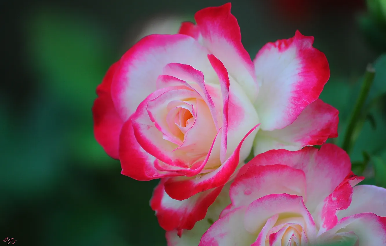 Фото обои нежность, розы, лепестки