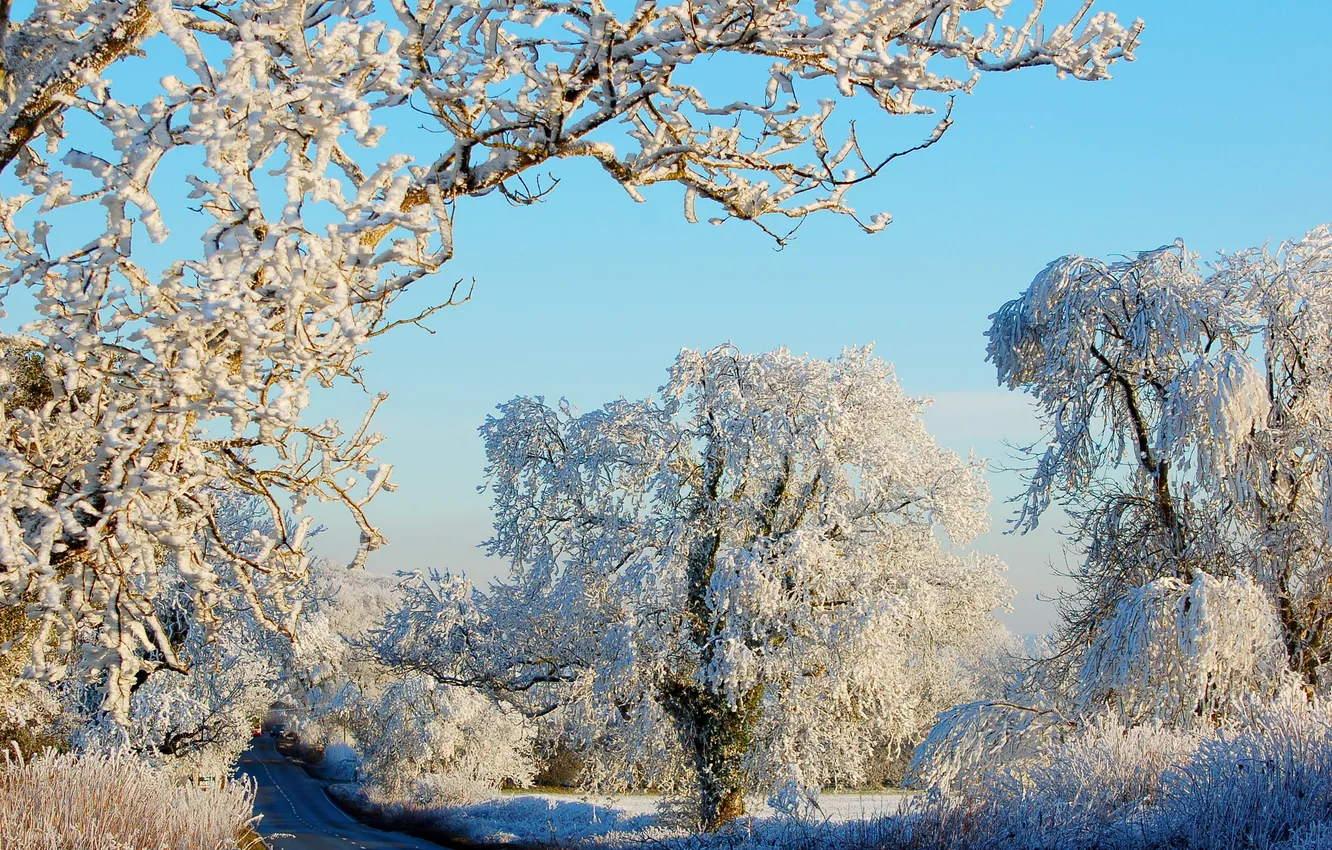 Фото обои зима, дорога, солнце, снег, деревья