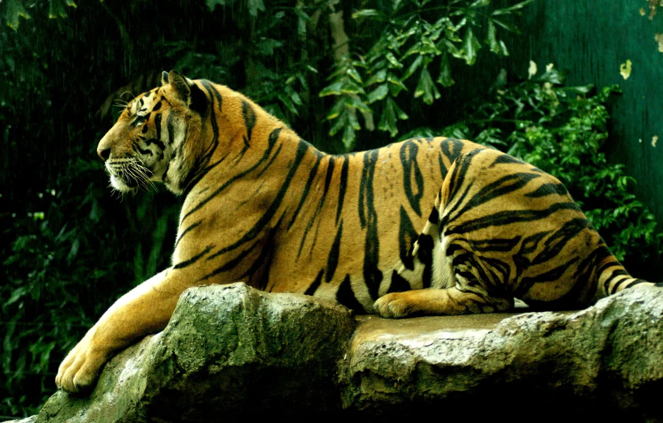 Фото обои киски, дикие кошки, тигры, pussy, wild cats