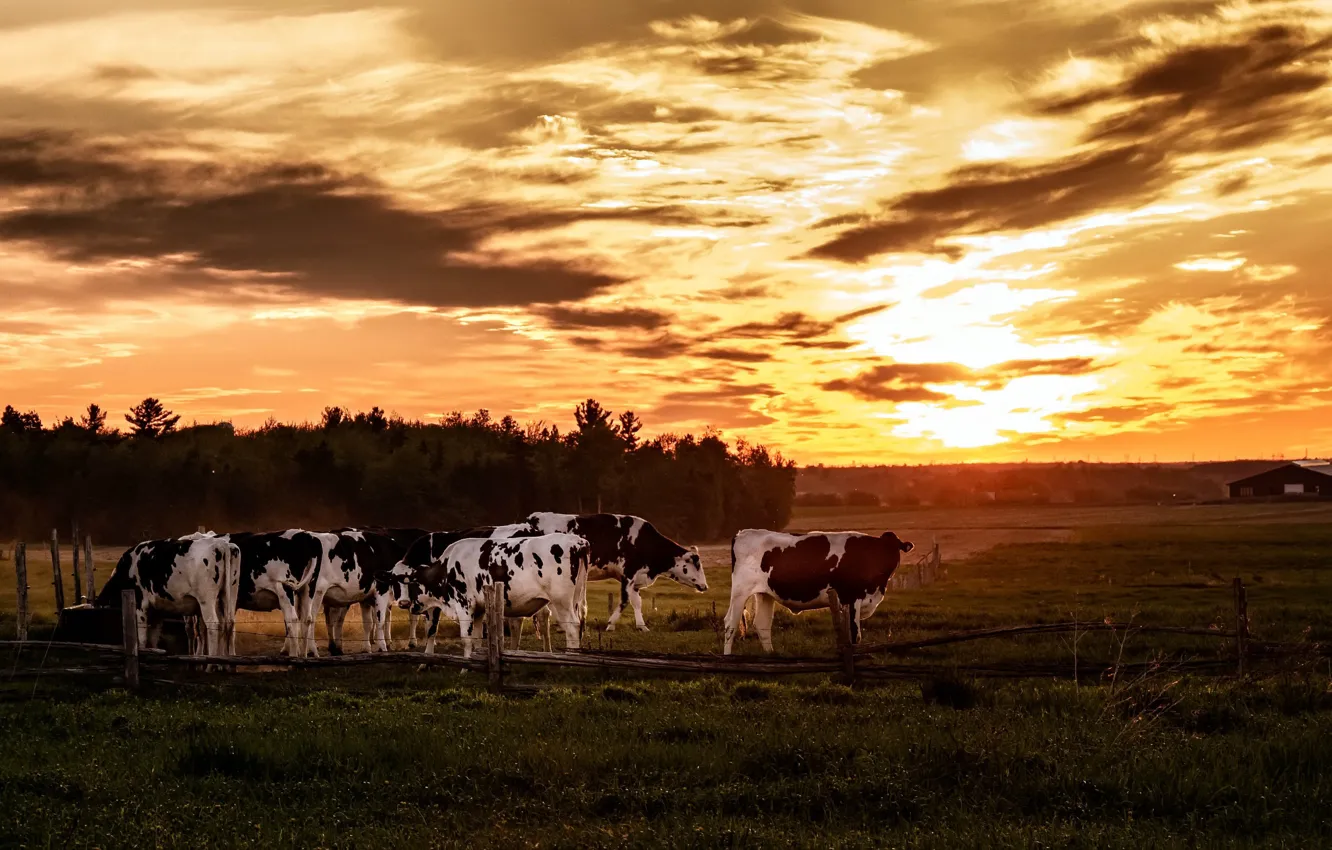 Фото обои поле, закат, коровы