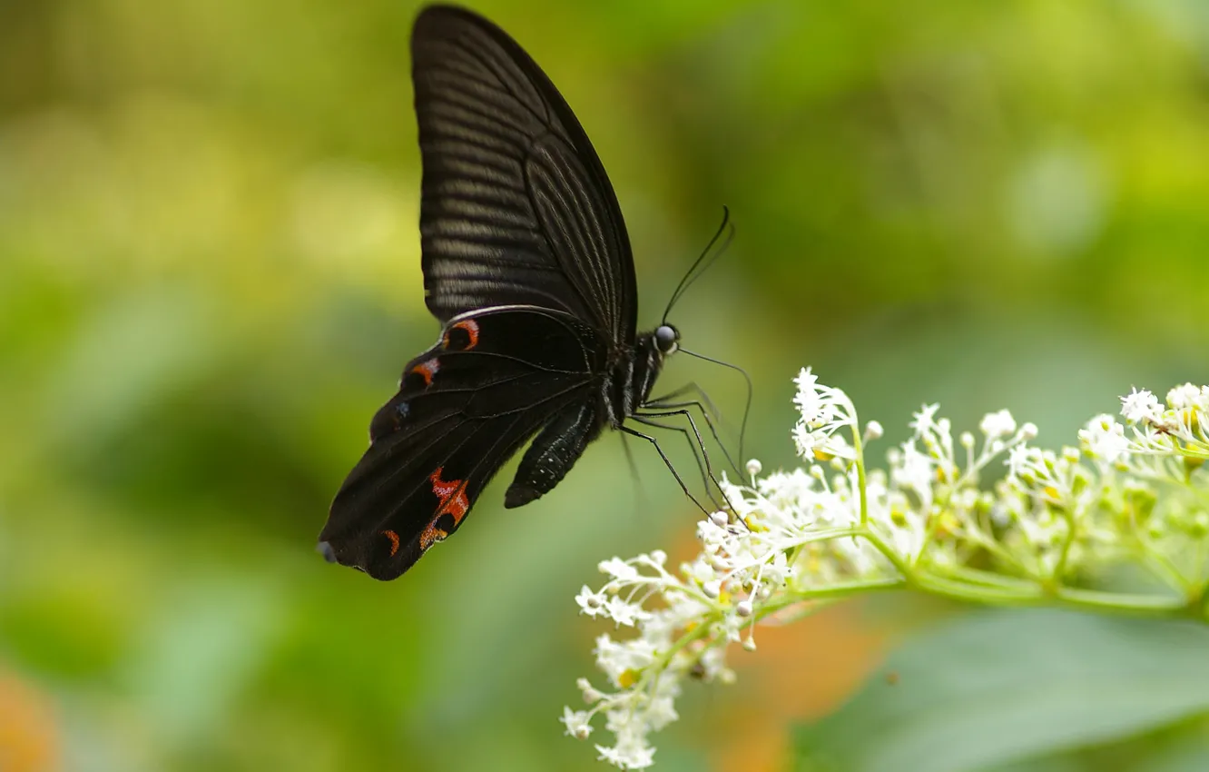 Фото обои бабочка, colors, яркость, butterfly, расцветка, brightness