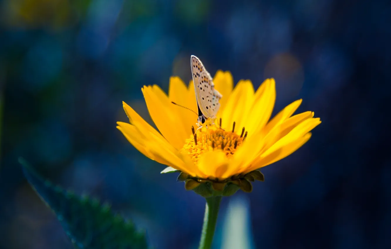 Фото обои цветок, бабочка, желтые, лепестки, насекомое
