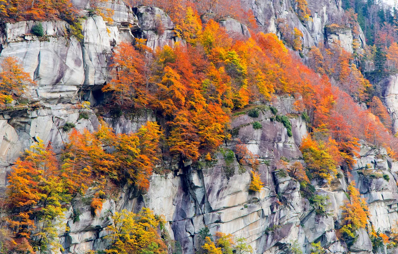 Фото обои осень, деревья, горы, скалы