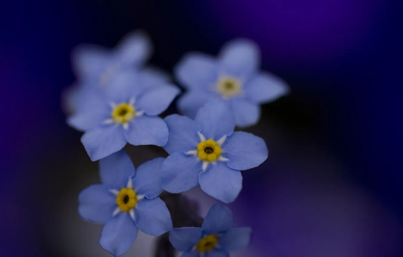 Фото обои макро, цветы, цвет, красота, голубые, синие, незабудки