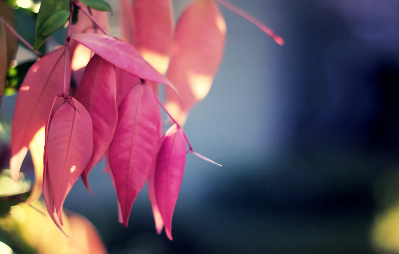 Фото обои листья, макро, природа, розовый, растение, цвет, nature, pink