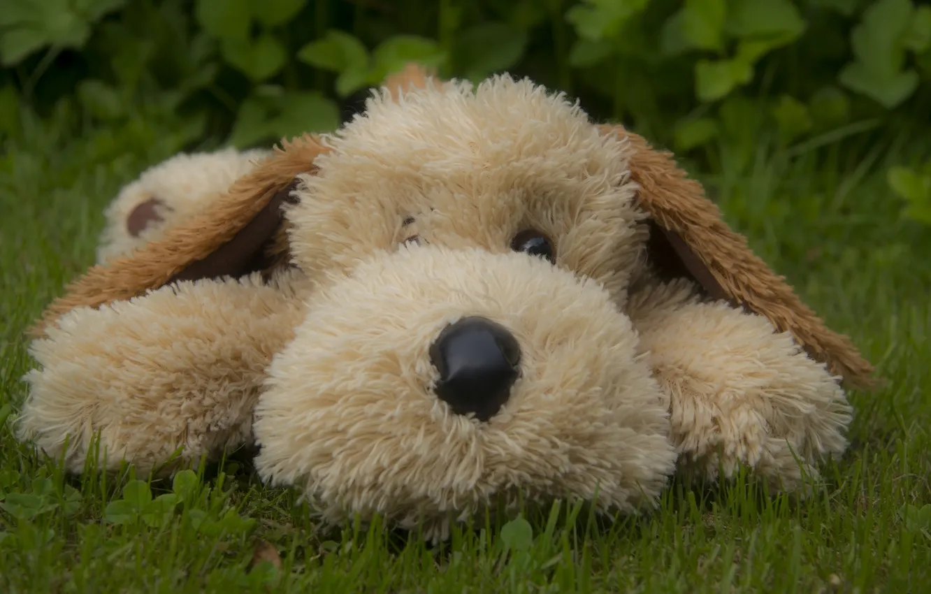 Фото обои трава, игрушка, собака