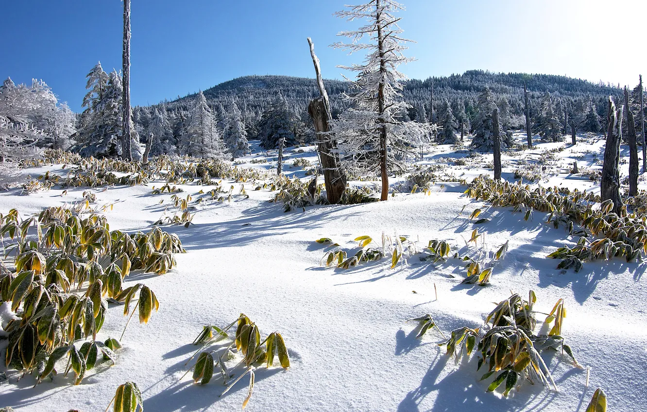Фото обои зима, иней, трава, снег, деревья, горы