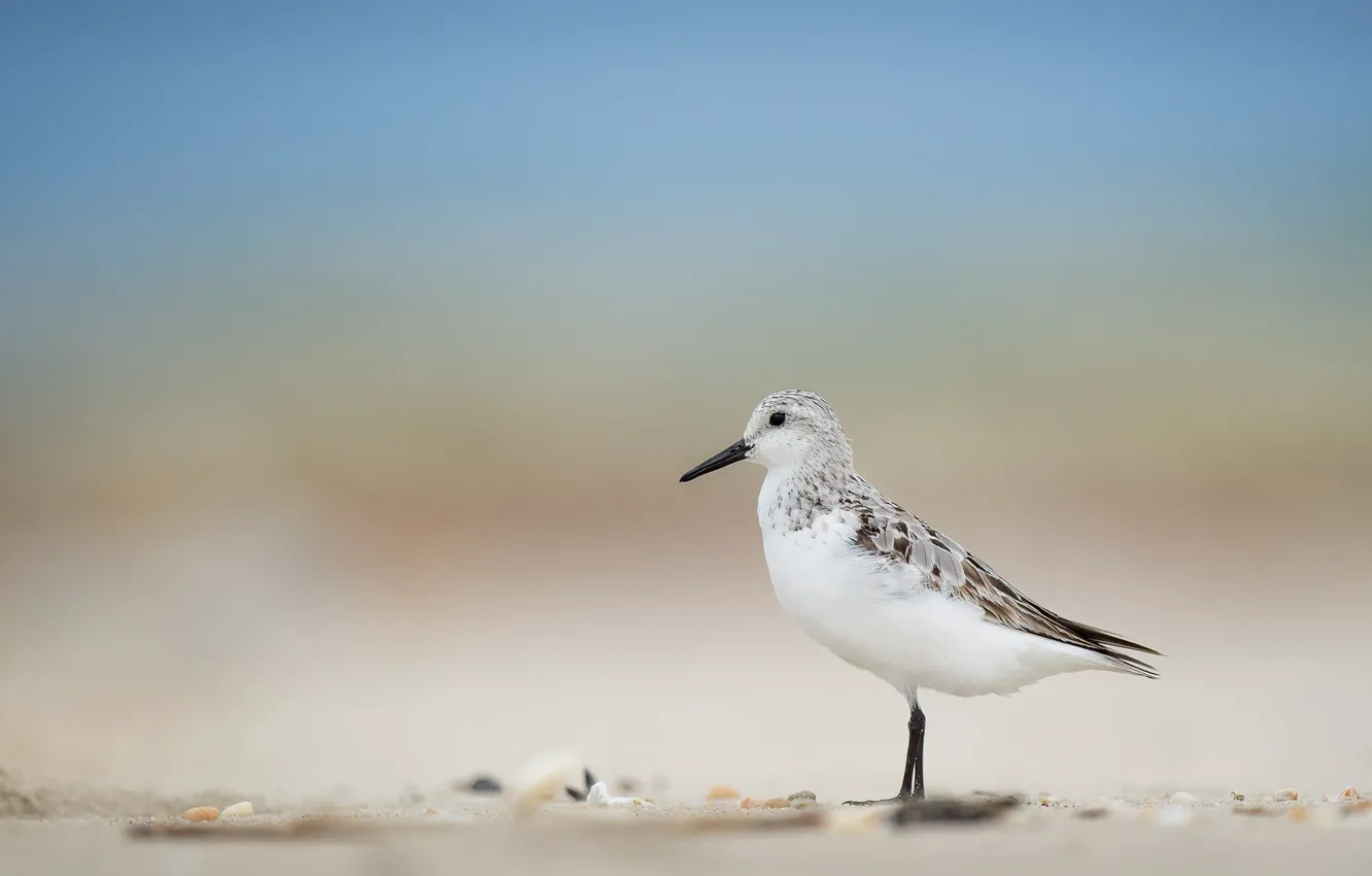 Фото обои beach, bird, wildlife