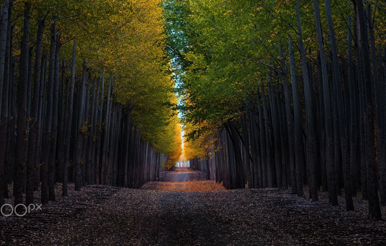 Фото обои дорога, осень, деревья, аллея