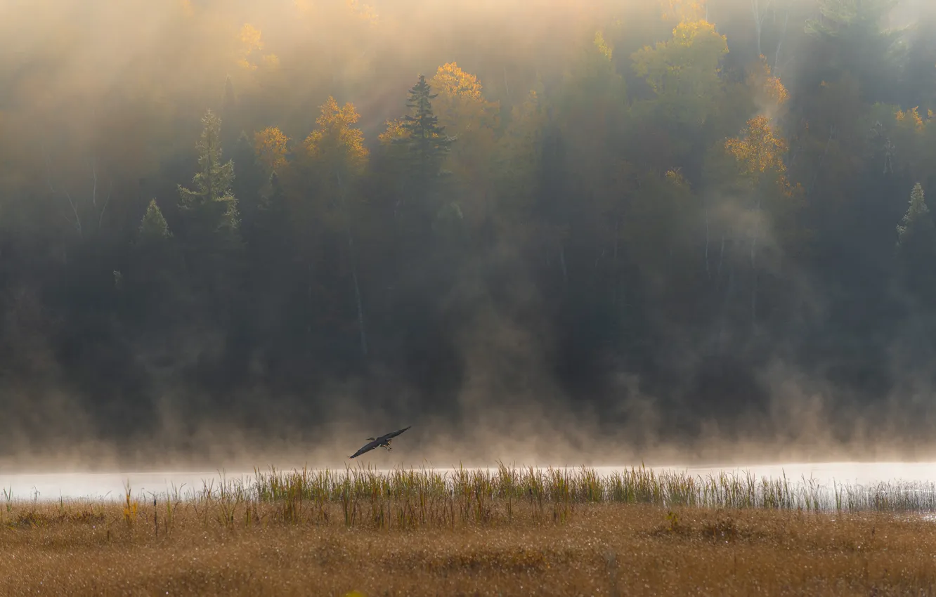Фото обои осень, лес, полет, туман, река, птица, берег, водоем