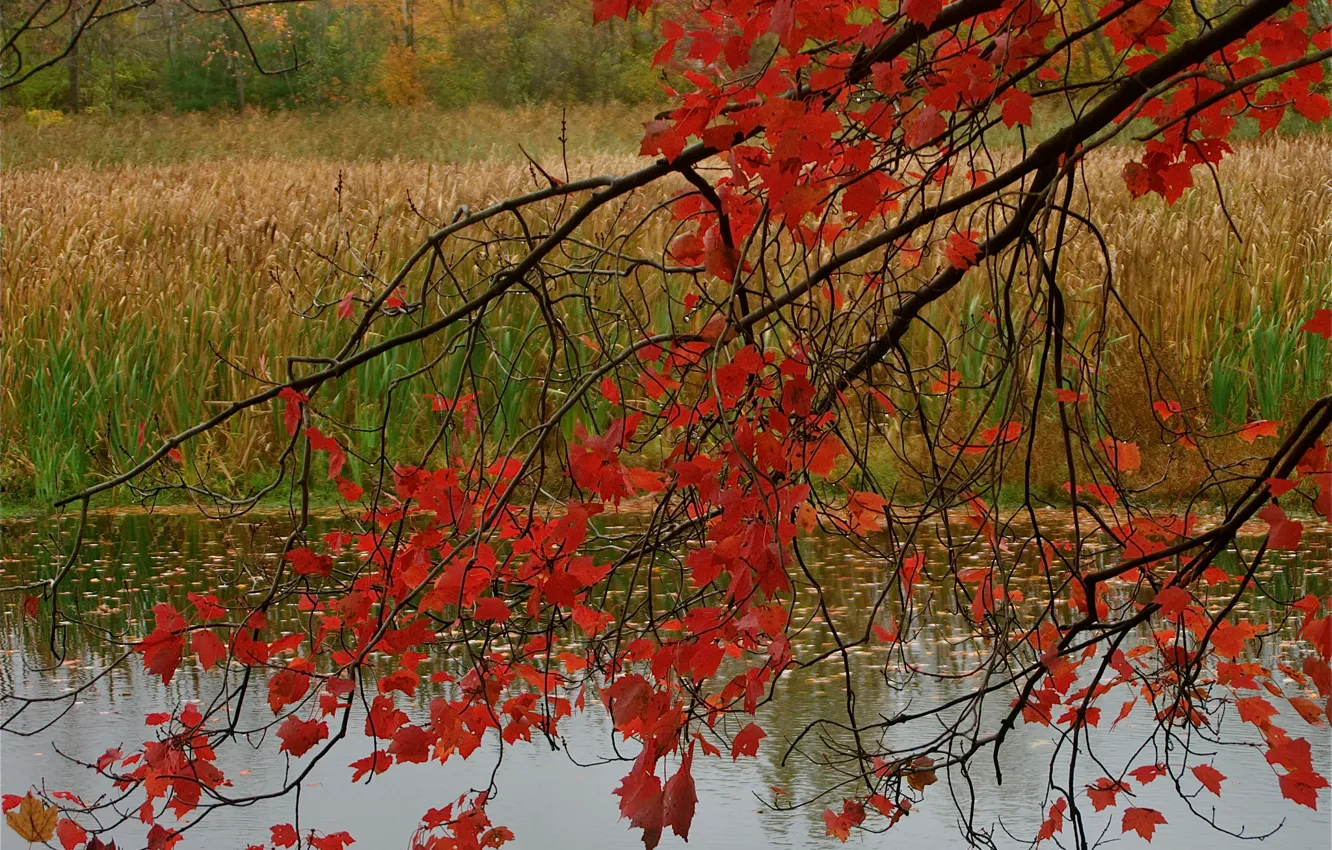 Фото обои осень, лес, листья, пруд, ветка, багрянец