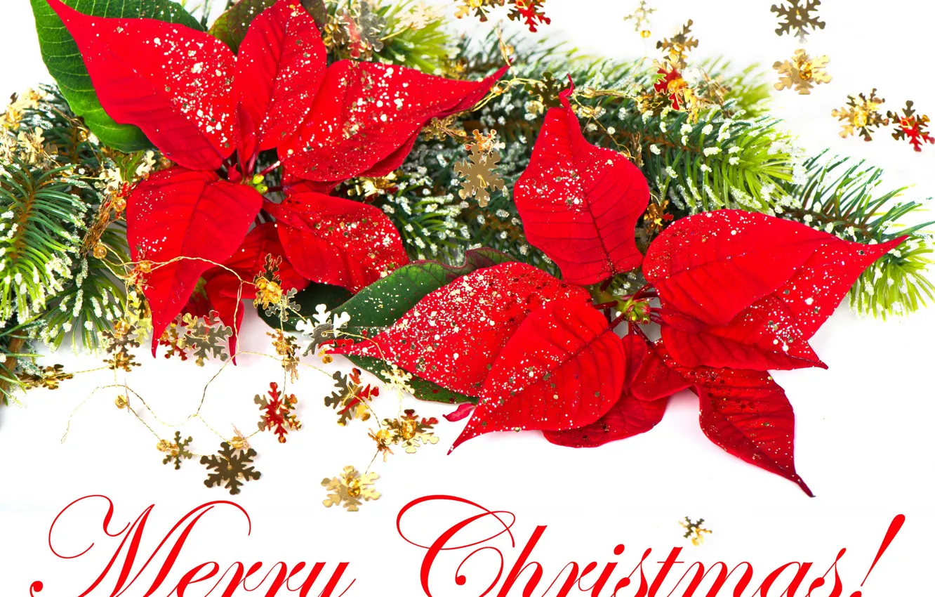 Фото обои снежинки, красный, праздник, Рождество, Новый год, Merry Christmas, ветка ёлки, пуансетия