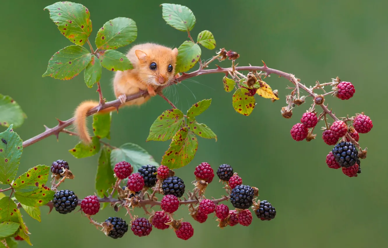 Фото обои ягоды, ветка, мышка