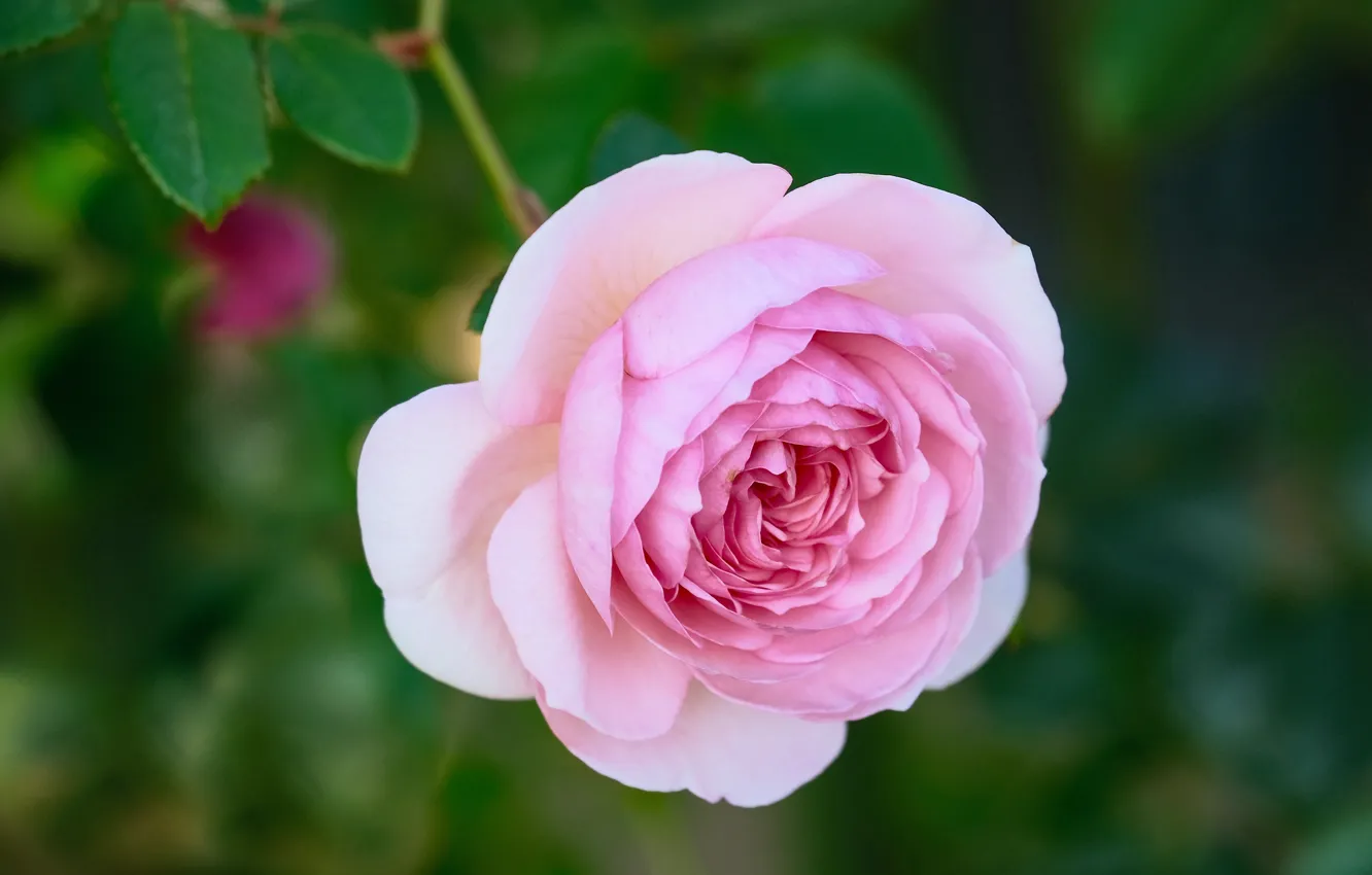 Фото обои фон, розовая, роза, боке