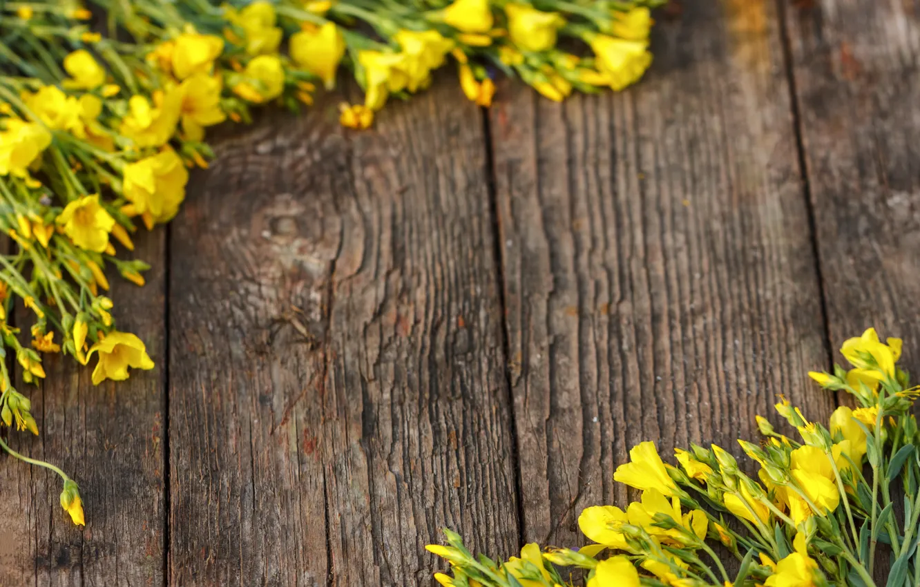 Фото обои цветы, желтые, yellow, wood, flowers, spring