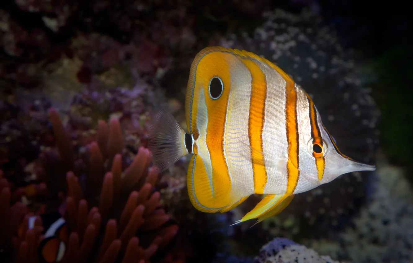 Фото обои океан, рыбка, подводный мир, коралловый риф, Copperband Butterflyfish