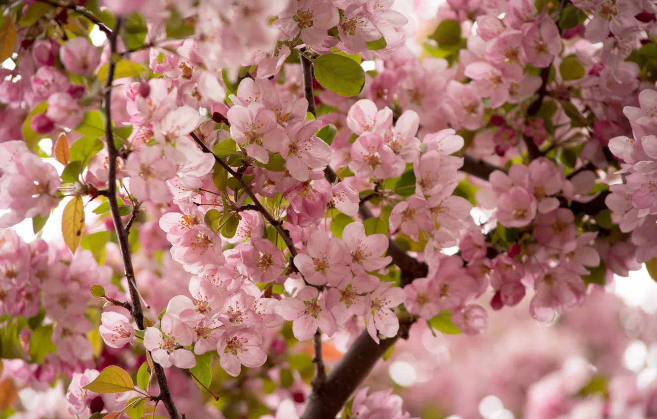 Фото обои цветы, ветки, вишня, розовый, сакура