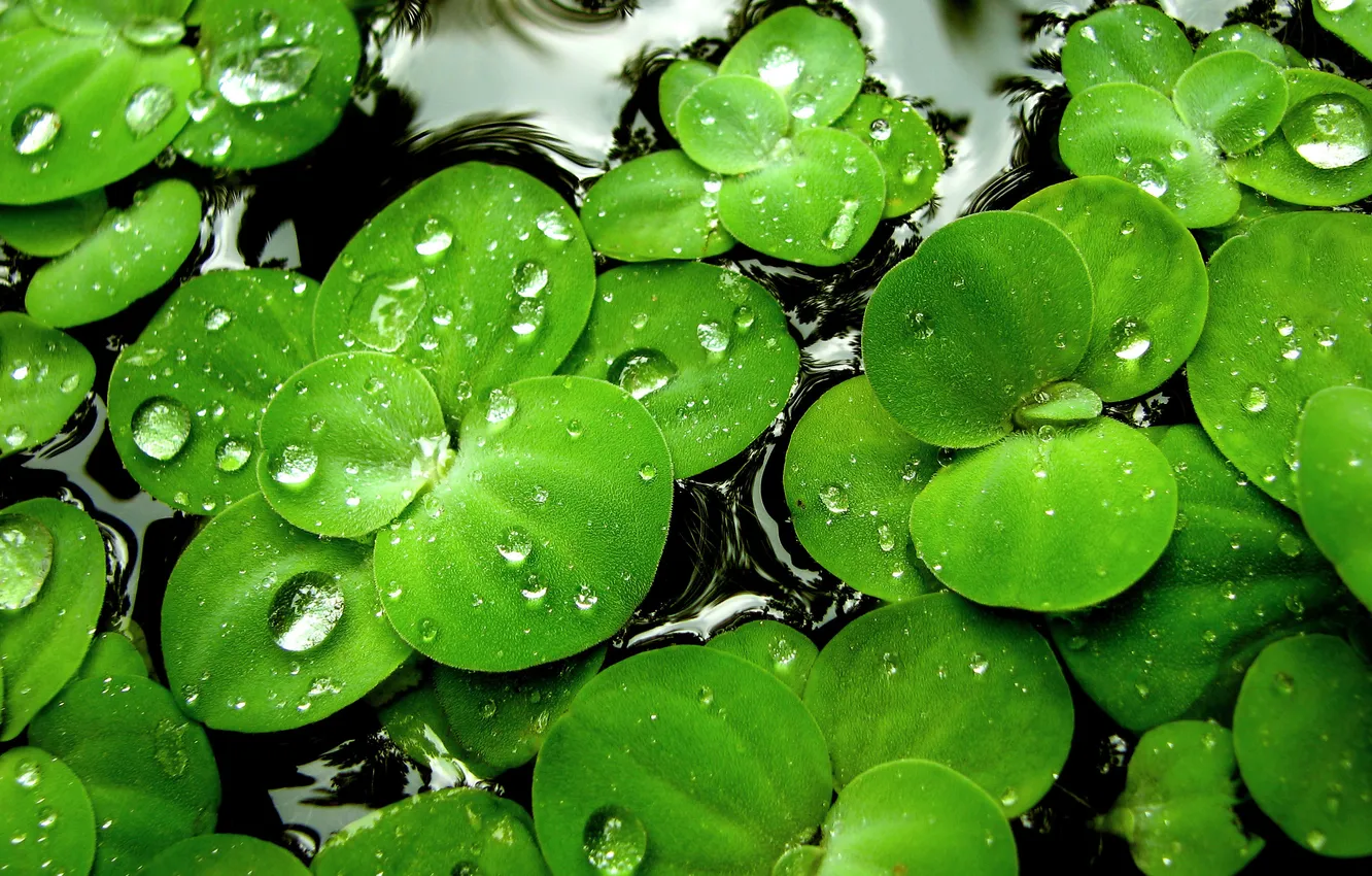 Фото обои вода, капли, зеленый. Растения