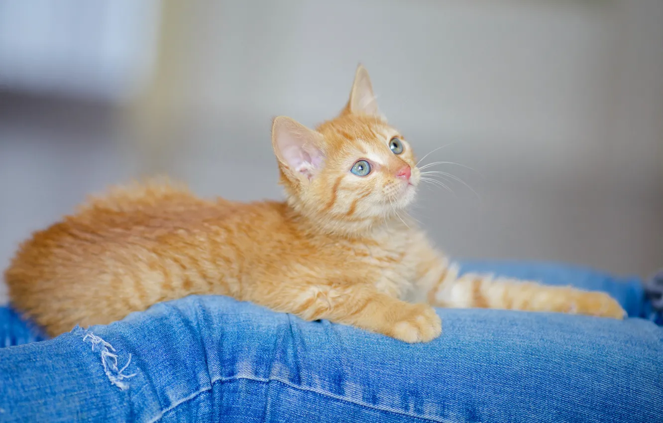 Фото обои кошка, взгляд, голубой, милая, ноги, джинсы, мордочка, лежит